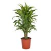 Dracena deremeńska (Smokowiec) 'Lemon Lime' 130 cm