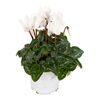 Cyklamen Super Serie Allure 30 cm White