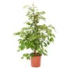 Figowiec Benjamiński MIX 105 cm