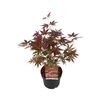 Krzew Klon palmowy Atropurpureum 50 - 60 cm