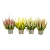 Wrzos BEAUTY LADIES MIX 25 cm