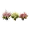Wrzos SUMMERLINE MIX 25 cm