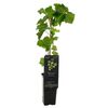 Winorośl biała Johanniter / Riesling / Vroege van der Laan MIX 40 cm BERRY&MORE™