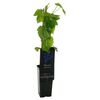 Winorośl granatowa MIX 40 cm BERRY&MORE™