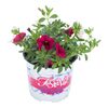 Calibrachoa Festival MIX 15 - 20 cm