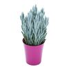Senecio 30 - 40 cm