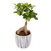 Bonsai Ficus Ginseng 35 cm