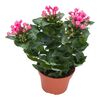 Bouvardia 25 cm