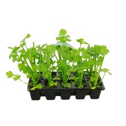 Seler korzeniowy 15 cm 10-pak
