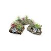 Tillandsia na korze 12.5 cm