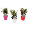Roślina ogrodowa MIX Dipladenia Sundaville® 40 - 50 cm
