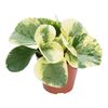 Peperomia tępolistna 20 cm