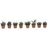 Aloes ozdobny MIX 15 cm