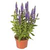 Szałwia omszona MIX 30 - 35 cm