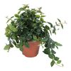 Peperomia 20 cm
