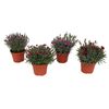 Goździk ogrodowy Diantica MIX 20 - 25 cm