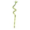 Dracena Lucky Bamboo Spirala 30 cm