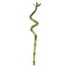 Dracena Lucky Bamboo Spirala 50 cm