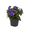 Goryczka tropikalna 'Blue Star' 20 cm