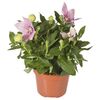 Roślina ogrodowa MIX Platycodon 20 cm
