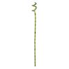 Dracena Lucky Bamboo Spirala 70 cm