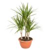 Dracena obrzeżona 80 cm