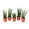 Sansewieria cylindryczna MIX 10 cm