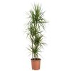 Dracena obrzeżona 150 cm