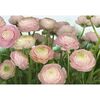 Fototapeta GENTLE ROSE 368 x 368 cm