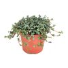 Pilea glauca MIX 15 cm