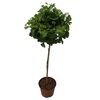 Miłorząb dwuklapowy (forma pienna) 80 - 85 cm