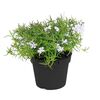Floks wiechowaty MIX 30 cm