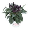 Papryka roczna 'Mambo' MIX 20 - 25 cm