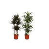Dracena MIX 160 cm
