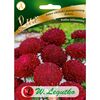 Aster chiński pomponowy BOLERO nasiona tradycyjne 0.5 g W. LEGUTKO