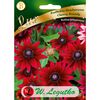 Nasiona kwiatów CHERRY BRANDY Rudbekia dwubarwna W. LEGUTKO