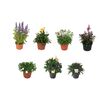 Byliny MIX 15 - 30 cm