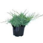 Jałowiec Pfitzera (pośredni) 'Glauca' 30 - 35 CM