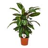 Kalatea MIX 65 cm AIR SO PURE