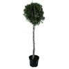 Żywotnik zachodni (forma pienna) 50 - 80 cm