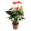 Anturium Andreego MIX 45 cm