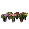 Krzew MIX Hortensja ogrodowa ROYAL 40 - 50 cm
