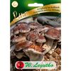 Grzybnia TWARDZIAK JADALNY 20 szt. W. LEGUTKO