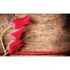 Fototapeta CZERWONE TULIPANY 104 x 70 cm