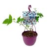 Jeżyna 30 cm BERRY&MORE™