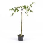 Brzoza pożyteczna 'Doorenbos' 220 - 240 cm