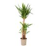 Yucca 130-140 cm