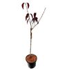 Wiśnia piłkowana 'Royal Burgundy' 80 - 100 cm