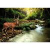 Fototapeta DEER 104 x 70 cm