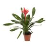 Echmea 'Elegant Red' 50 cm